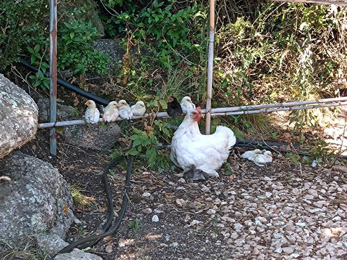 סנטה טרזה גאיורה La Cera Farm Camping B&B מראה חיצוני תמונה