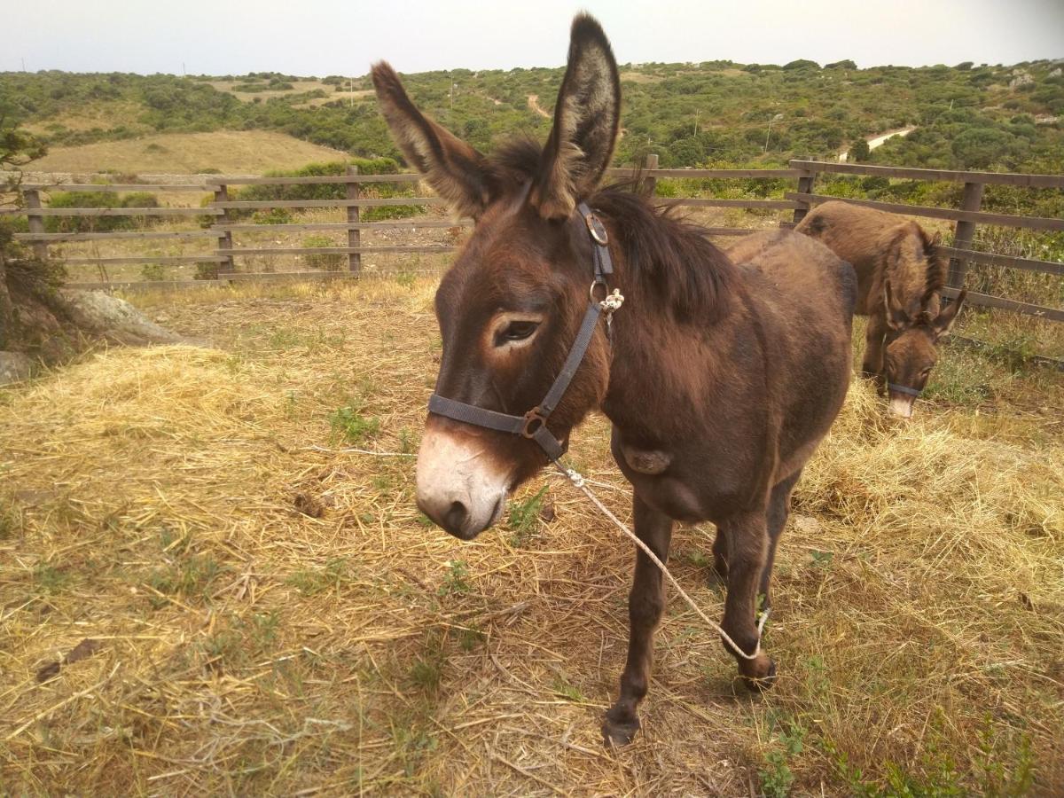 סנטה טרזה גאיורה La Cera Farm Camping B&B מראה חיצוני תמונה