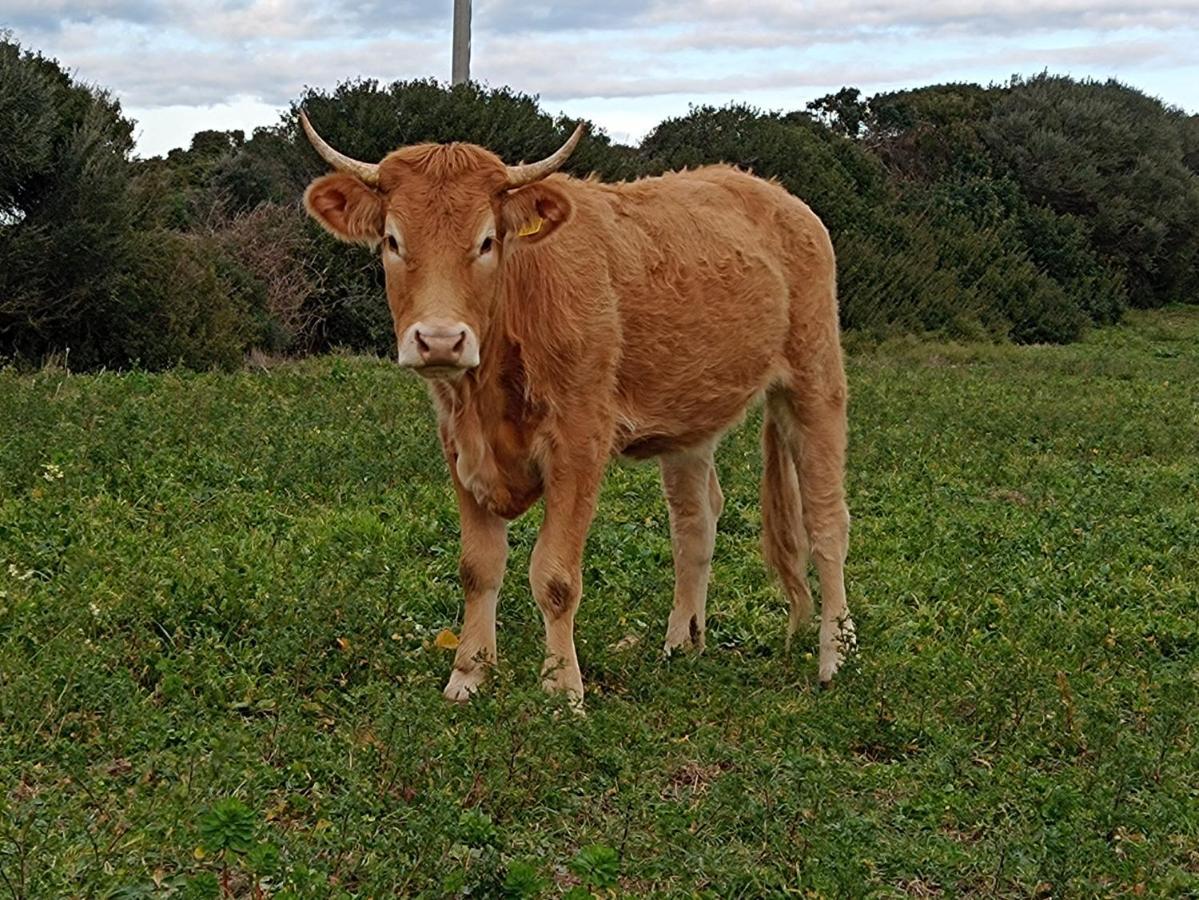 סנטה טרזה גאיורה La Cera Farm Camping B&B מראה חיצוני תמונה