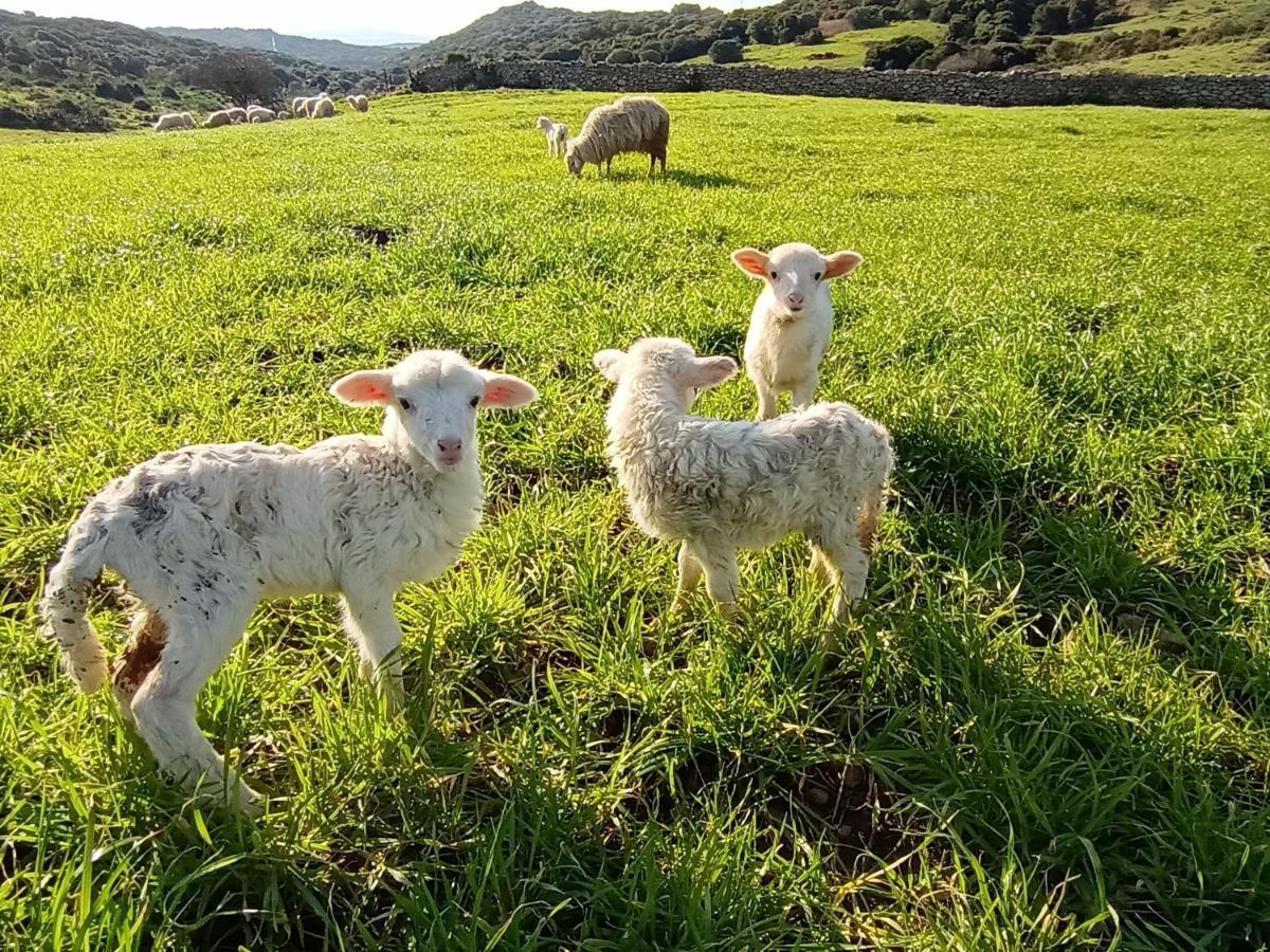 סנטה טרזה גאיורה La Cera Farm Camping B&B מראה חיצוני תמונה