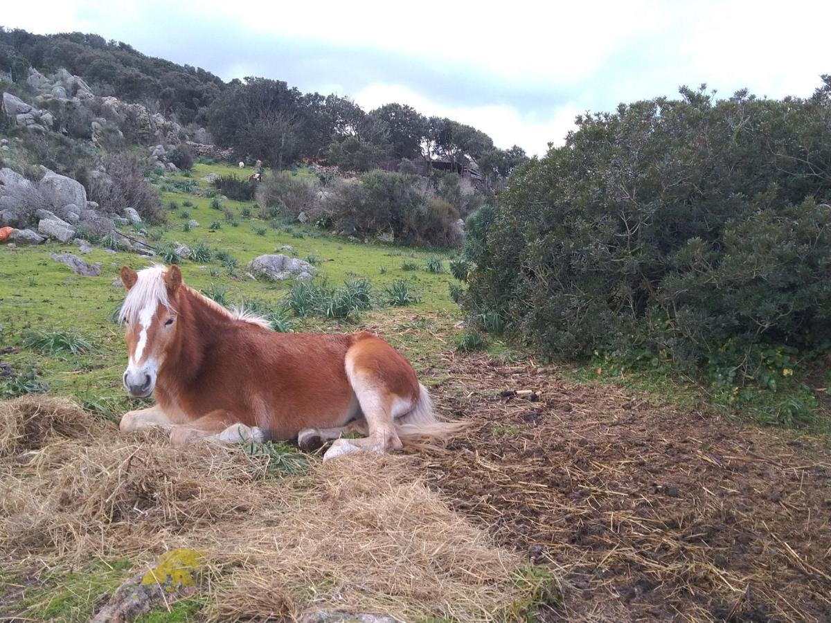 סנטה טרזה גאיורה La Cera Farm Camping B&B מראה חיצוני תמונה