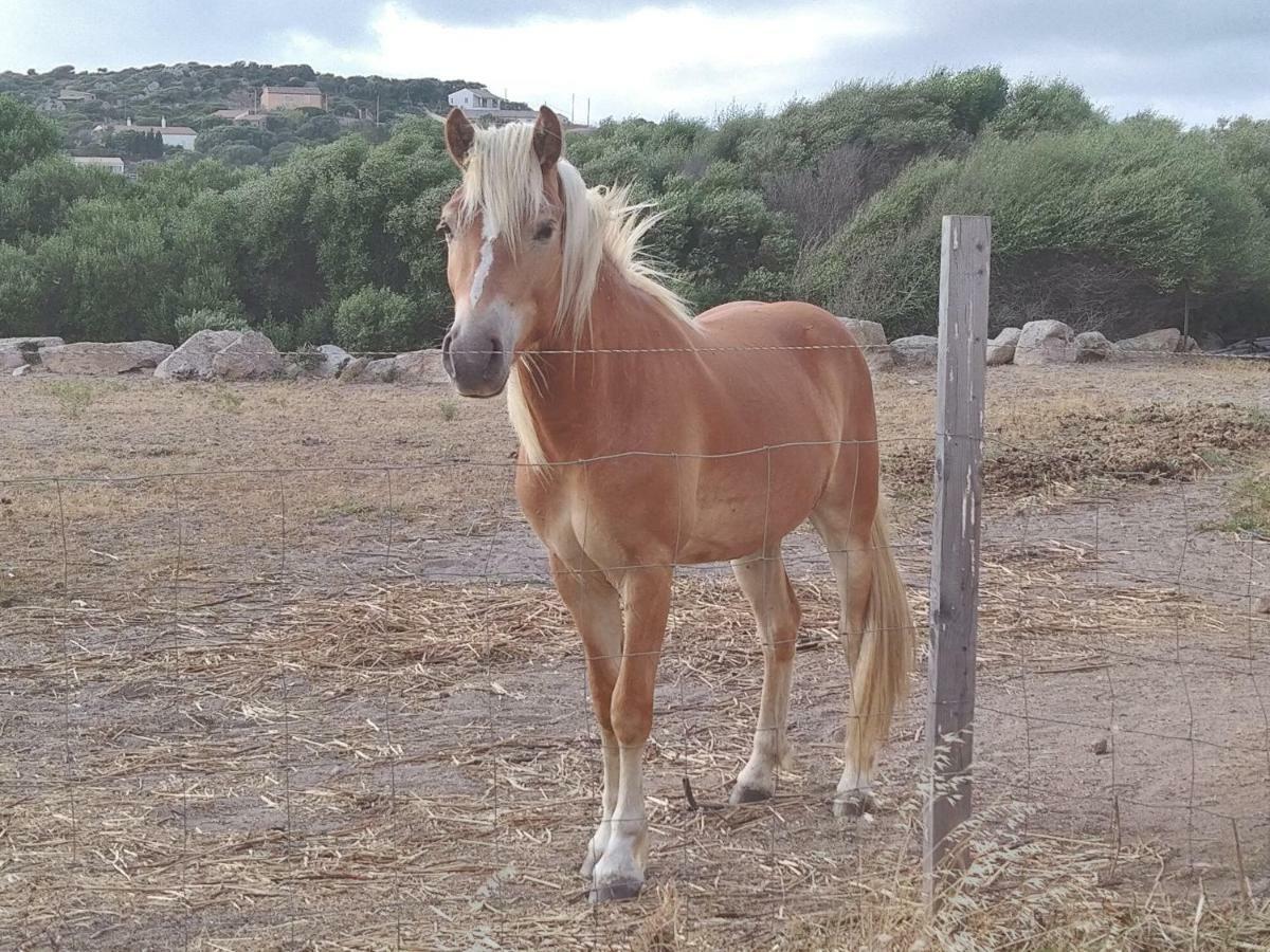 סנטה טרזה גאיורה La Cera Farm Camping B&B מראה חיצוני תמונה